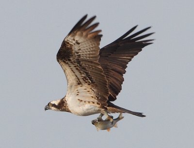 Osprey at Venus Pool